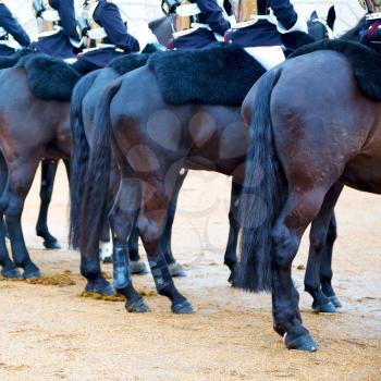 in london england horse and cavalry for       the queen