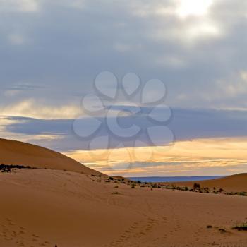 Saharan Stock Photo