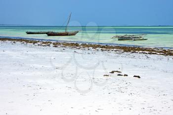 zanzibar beach   seaweed in indian ocean tanzania       sand isle   sky and boat
