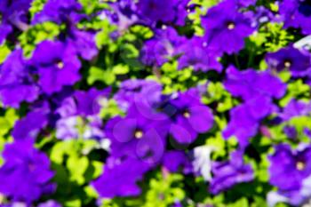 in the spring colors oman flowers and garden  blur