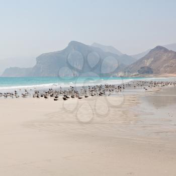 the mountain and sea seagull full  in oman coastline of salalah 