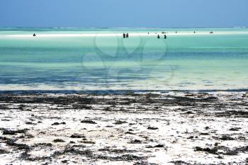 people and seaweed in the  blue lagoon relax  of zanzibar africa