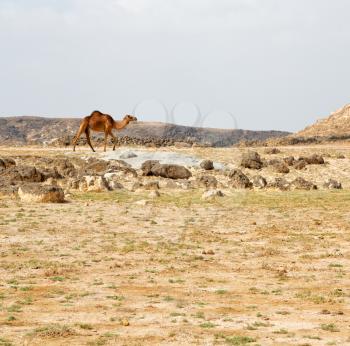 dromedary near the sky in oman  empty quarter of desert a  free 