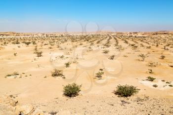 the empty quarter  and outdoor    sand  dune in oman old desert rub   al khali 