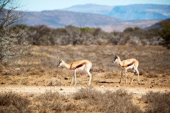 in kruger parck south africa wild impala in the winter bush