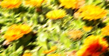 blur in the spring colors    flowers and   garden 