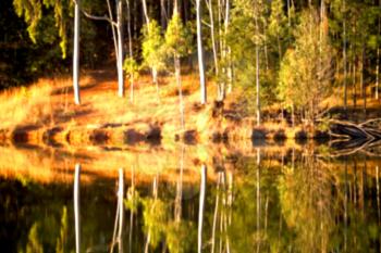 in lesotho mlilwane wildlife santuary the pound lake and  tree reflection in water