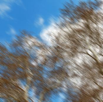 the sky light background   tree  and branch