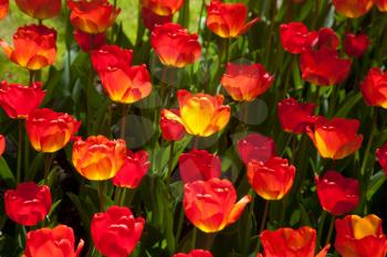 Red tulips
 in Keukenhof, Netherlands