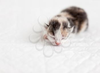 Very small blind kitten sleep. Girl 3 days
