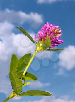Clover flower on a background of blue sky with clouds