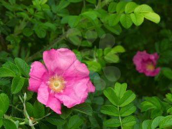 Wild rose that grew at the highest point of the city Lviv, Ukraine. Approximately 413 meters above sea level