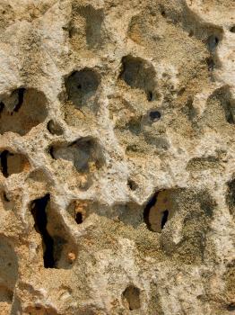 Limestone relief with deep holes end shells