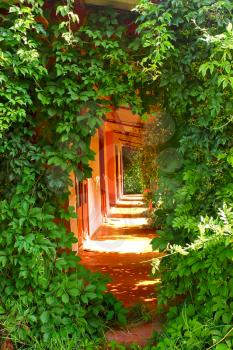Entrance in rural hotel, overgrown lianes