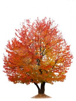 Cherry tree with red and yellow autumn leaves isolated on white background