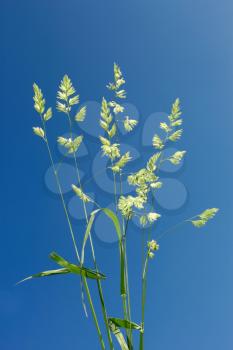 Cocksfoot on the background of blue sky. Scientific name: Dactylis glomerata, rough cereal grass that is common and widespread