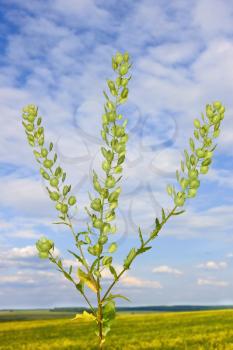 Field Pennycress plant on the background of field and sky with white clouds. Latin name: Thlaspi arvense. Mustard family  Brassicaceae.