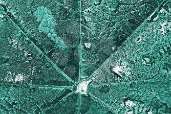 Detail of big dark green symmetrical leaf with drops of dew close up as a toned texture