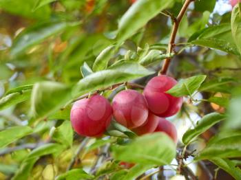 Several ripe red plum fruit hanging on a tree branch close up