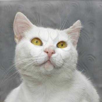 Portrait of a white cute domestic cat close up on a background of gray wall