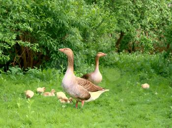 Two adult geese and goslings graze more 