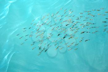 Group of fishes gobies shallowly swim near the surface of sea. Easy waves refracting fish images