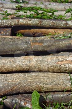 Heap of firewood logs in sunny summer day