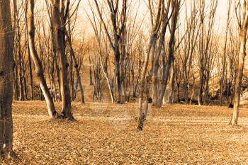 Forest in the late autumn season. Naked hornbeam trees stood in silence. Sepia