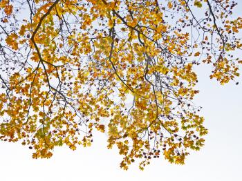 Tree branches with yellowed autumn foliage against the pale evening sky