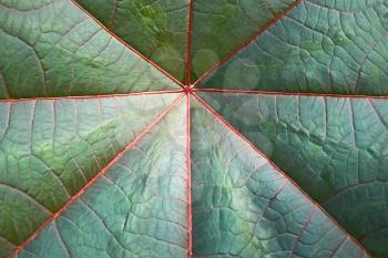 Detail of big dark green symmetrical leaf under sunlight close up as a texture