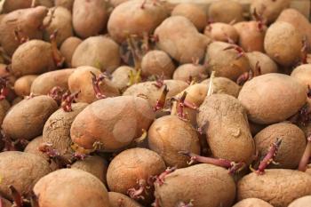 Heap of sprouting potato tubers before planting into the soil