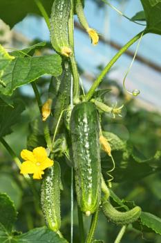 Cucumbers ripening on hanging stalk in greenhouse, close-up
