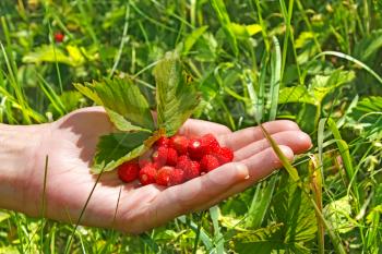 Heap of red berries of wild strawberry (Fragaria vesca) in woman hand on the background of meadow grasses, close-up