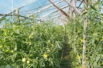 Spring and summer wooden film greenhouse with ripening tomatoes in bright sunlight