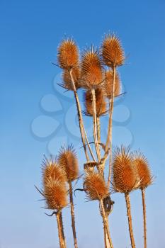 Dried thistle flowers (in Latin: Dipsacus laciniatus) on the background of blue cloudless sky in autumn
