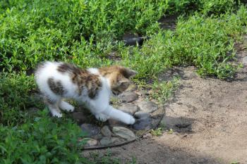 Small kitten walking on the summer lawn 20215