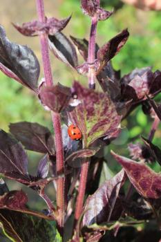 Ladybug on the leaf of basil macro photo 8206