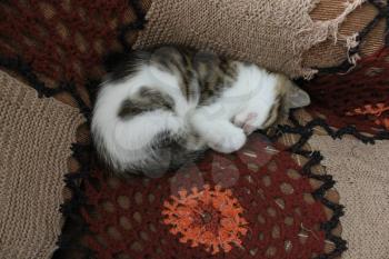 Sleeping cute domestic kitten at sofa 8231