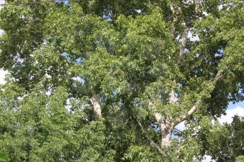 Green foliage of poplar, illuminated by the sun. Mid of summer 8160