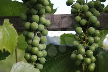 Grapes with green leaves on the vine 8171