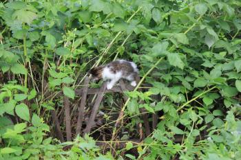 Cute kitten walking in the raspberries bushes 20557