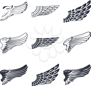 Set of wings isolated on white vector illustration