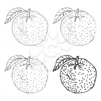 Set of four Hand Drawn Orange Fruits Vector illustration