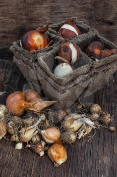 The bulbs of different plants and flowers in wooden tub.