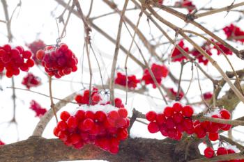 Viburnum cold fruits hang on winter branches. Winter seasonal berries