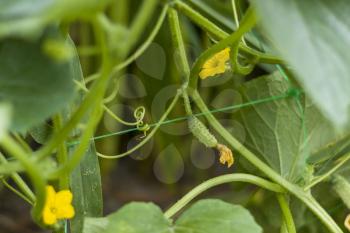 Cucumber born from bloom flower. Cucumbers grow from blossom. Fresh summer season raw plant. Natural organic food ingredient