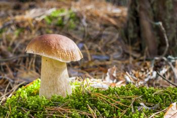 Nice large porcini mushroom. Autumn mushrooms grow in forest. Natural raw food growing in wood. Edible cep, vegetarian natural organic meal