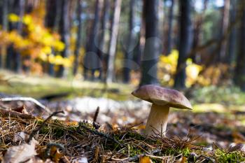 Nice porcini mushroom in deciduous forest. Autumn mushrooms grow. Natural raw food growing in wood. Edible cep, vegetarian natural organic meal
