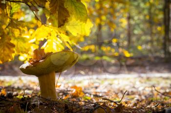 Porcini mushroom in sunny oak forest. Autumn mushrooms grow. Natural raw food growing in wood. Edible cep, vegetarian natural organic meal