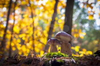 Porcini mushrooms pair in forest. Autumn mushrooms grow. Natural raw food growing in wood. Edible cep, vegetarian natural organic meal